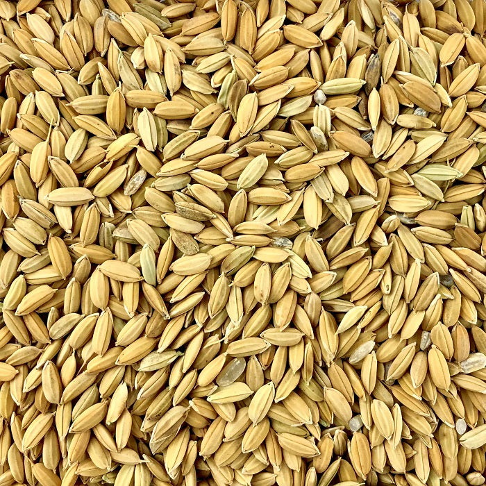 Paddy Rice Java Sparrow Food/Food for Large Seed-Eating Birds - 5 LBS | Chicken Antibiotics