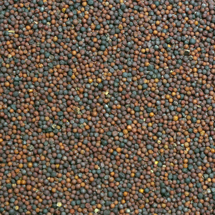 Black Rape Seed Premium Black Rapeseed/Canola Bird Seed - 5 LBS | Chicken Antibiotics
