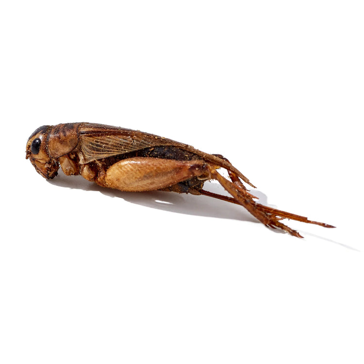 LuckyQworms 1lb Dried Crickets – High-Protein Natural Insect Feed for Chickens, Birds, Reptiles & Fish | All-Natural, Reseala