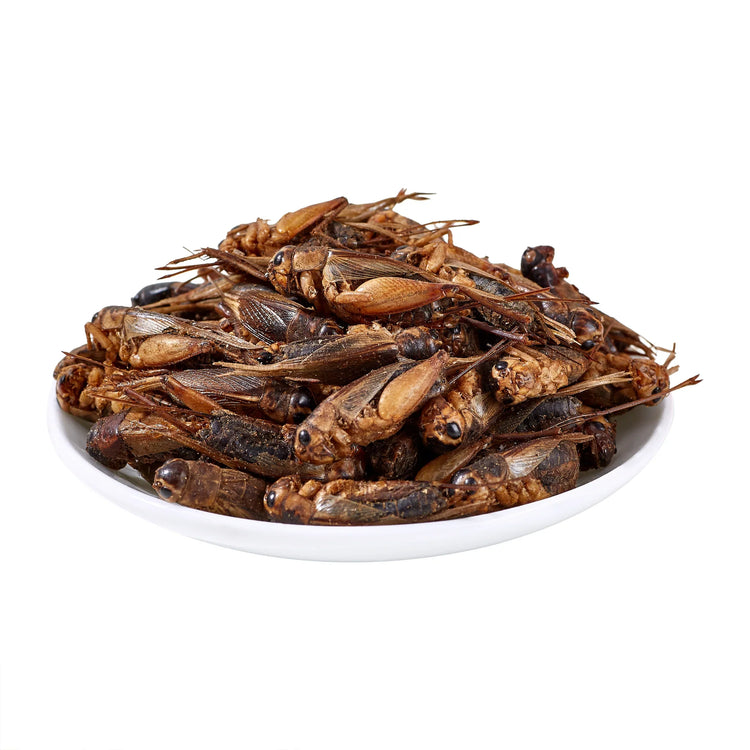 LuckyQworms 1lb Dried Crickets – High-Protein Natural Insect Feed for Chickens, Birds, Reptiles & Fish | All-Natural, Reseala