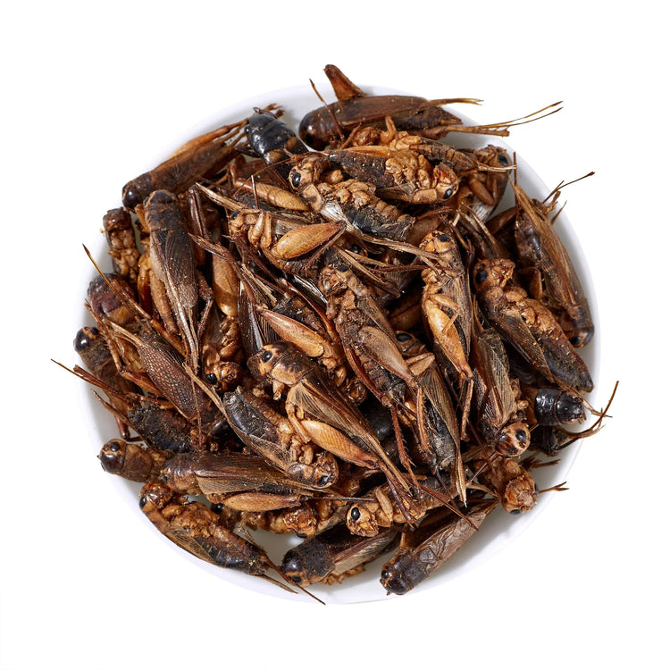 LuckyQworms 1lb Dried Crickets – High-Protein Natural Insect Feed for Chickens, Birds, Reptiles & Fish | All-Natural, Reseala