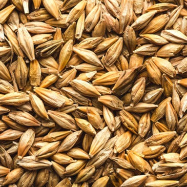 Barley Quality Barley Animal Feed | Chicken Antibiotics