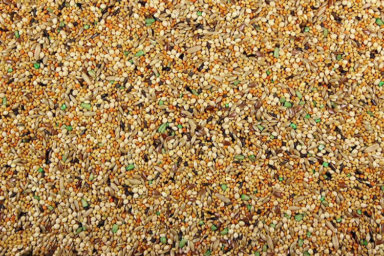 Finch Plus Finch Seed Mix - 5 lbs | Chicken Antibiotics