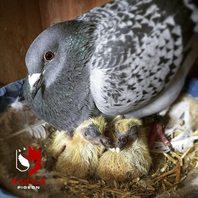 Breeder Advantage Plus (Kastle) | Chicken Antibiotics