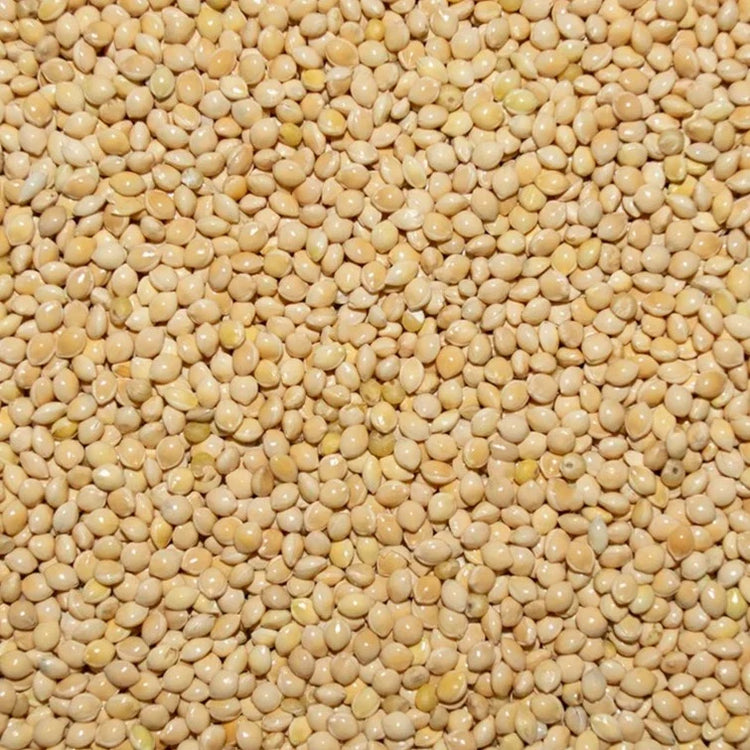 White Millet White Millet Seed for Pigeons & Doves - 5 LBS | Chicken Antibiotics