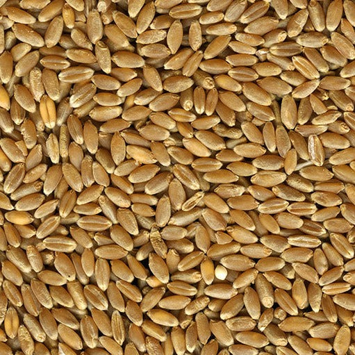 Red Hard Winter Wheat Quality Hard Red Winter Wheat - 25 LBS | Chicken Antibiotics