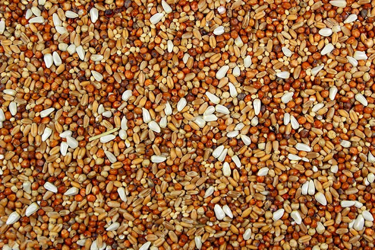 Dove Mix – Premium Dove Food - 5 lbs | Chicken Antibiotics