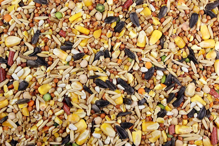 El Cantador (Leach Grain) Premium Chicken Feed/Poultry Feed - 50 lbs | Chicken Antibiotics
