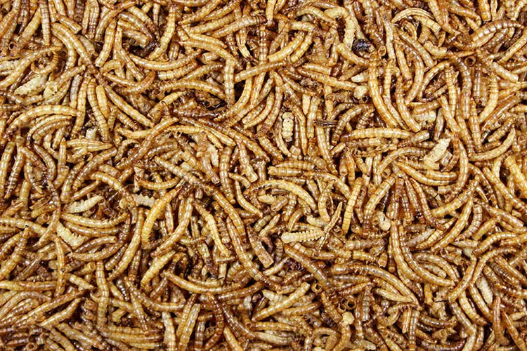 Mealworms: Dried Mealworms - 1 lb | Chicken Antibiotics