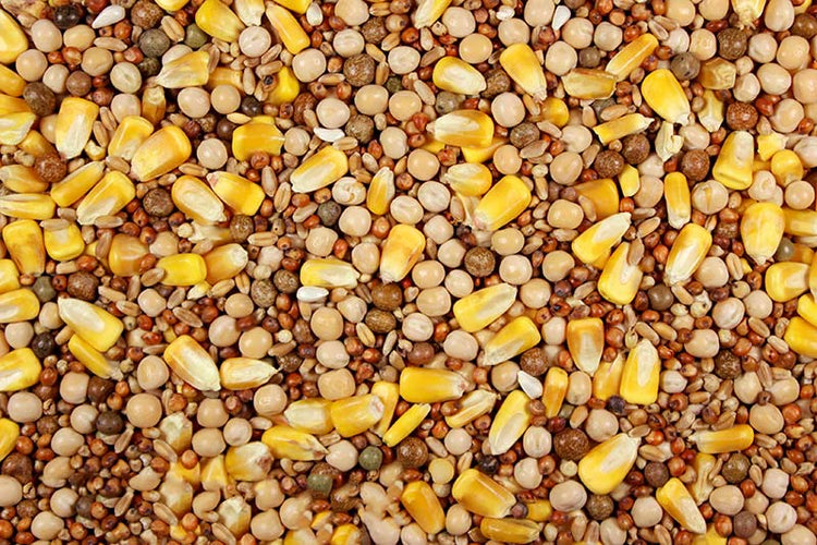 14% Special Feed with Whole Corn (Leach Grain & Milling) | Chicken Antibiotics