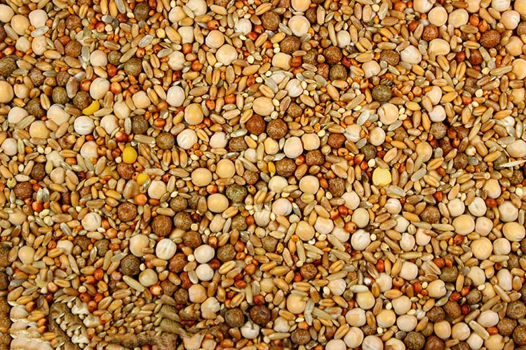 Breeder Conditioner (Leach Grain & Milling) 17.50% | Chicken Antibiotics