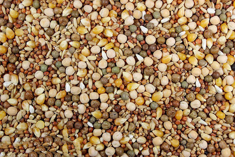 16% Race Plus Probiotics (Leach Grain) Racing Pigeon Feed With Probiotics | Chicken Antibiotics