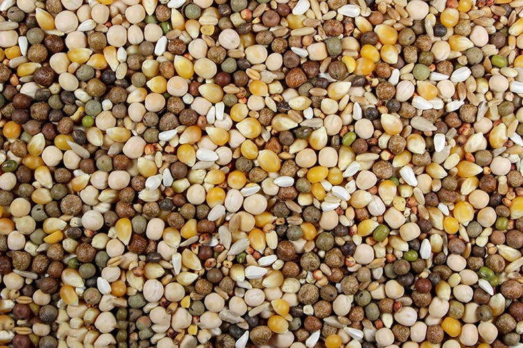 Ultra Race with Probiotics (Leach Grain & Milling) Premium Racing Pigeons Feed | Chicken Antibiotics