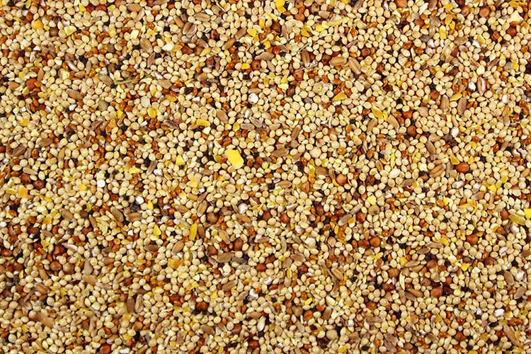 Wild Bird Seed Wild Bird Seed Mix - 5 lbs | Chicken Antibiotics