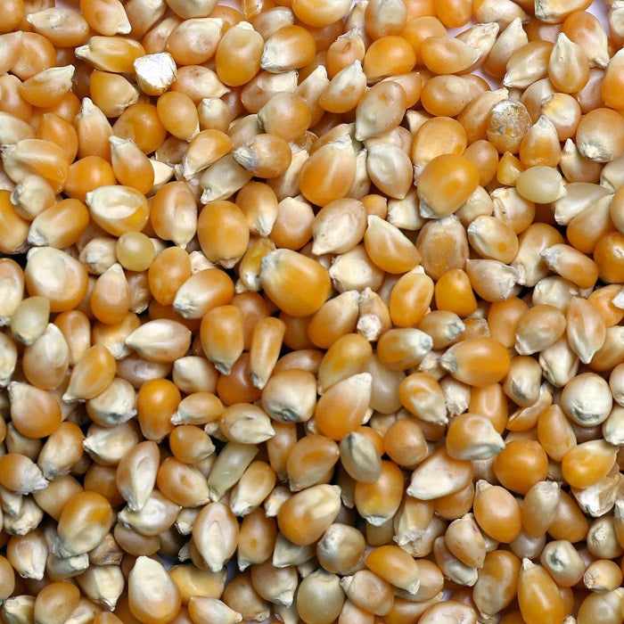 Popcorn Premium Popcorn for Birds, Chickens & Pigeons - 5 LBS | Chicken Antibiotics