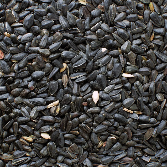 Black Oil Sunflower Seed - 5 LBS | Chicken Antibiotics