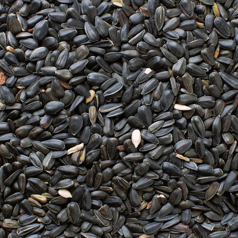 Black Oil Sunflower Seed - 5 LBS | Chicken Antibiotics