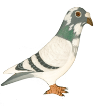 PIGEON PIN - Hand Painted - Blue bar | Chicken Antibiotics
