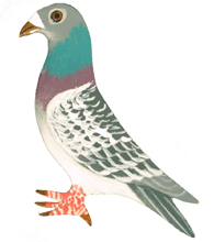 PIGEON PIN - Hand Painted | Chicken Antibiotics