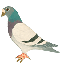 PIGEON PIN - Hand Painted - Silver | Chicken Antibiotics