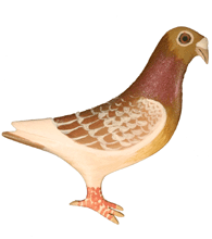PIGEON PIN - Hand Painted - Red Check | Chicken Antibiotics