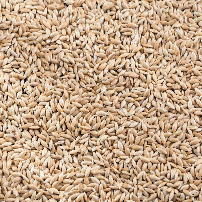 Canary Seed Premium Canadian Canary Bird Food - 5 LBS | Chicken Antibiotics