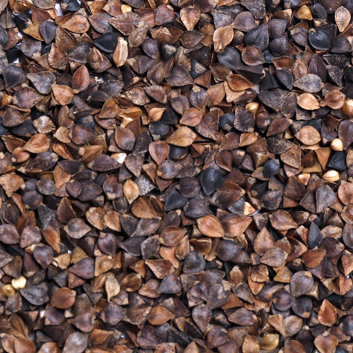 Buckwheat Premium Bird Feed/Pigeon Feed - 5 LBS | Chicken Antibiotics