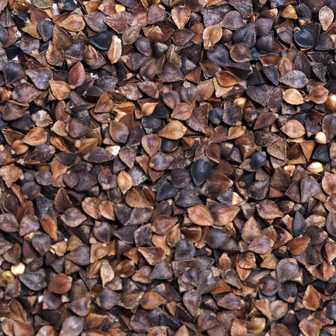 Buckwheat Premium Bird Feed/Pigeon Feed - 5 LBS | Chicken Antibiotics