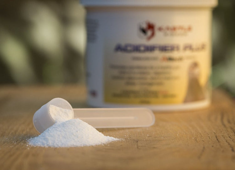 ACIDIFIER PLUS (Kastle) | Chicken Antibiotics