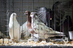 Young Bird Developer+ (Kastle) | Chicken Antibiotics