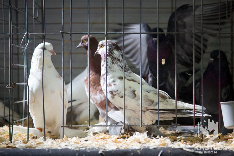 Young Bird Developer+ (Kastle) | Chicken Antibiotics