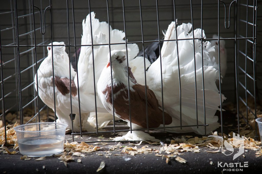 Young Bird Developer+ (Kastle) | Chicken Antibiotics