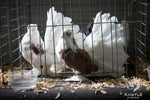 Young Bird Developer+ (Kastle) | Chicken Antibiotics