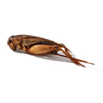 LuckyQworms 1lb Dried Crickets – High-Protein Natural Insect Feed for Chickens, Birds, Reptiles & Fish | All-Natural, Reseala