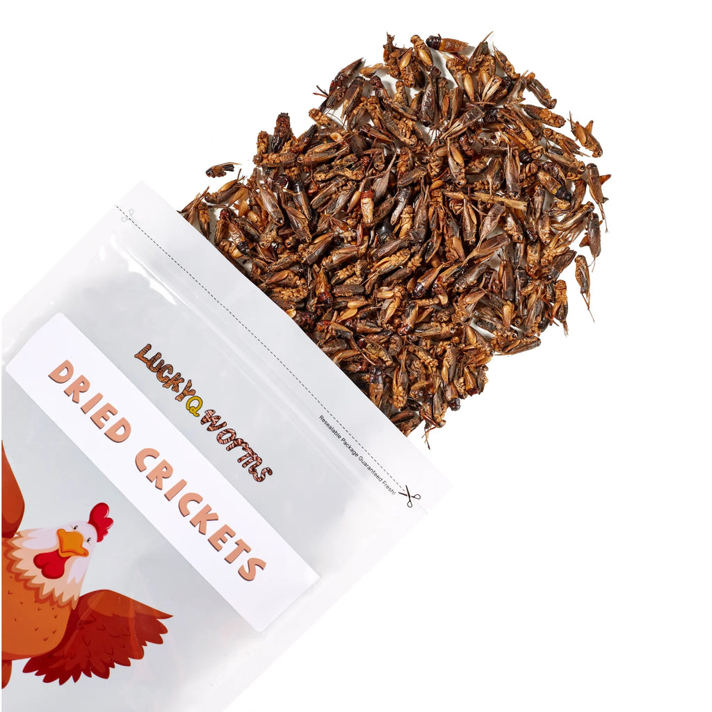 LuckyQworms 1lb Dried Crickets – High-Protein Natural Insect Feed for Chickens, Birds, Reptiles & Fish | All-Natural, Reseala