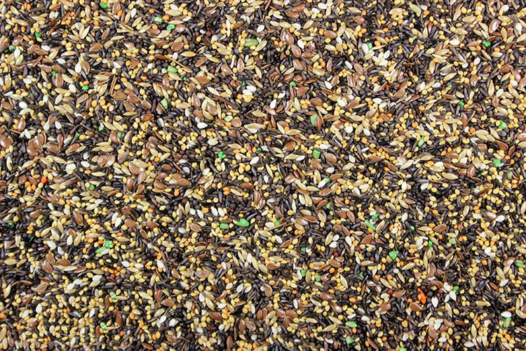 Canary Song Food Premium Canary Seed - 5 lbs | Chicken Antibiotics