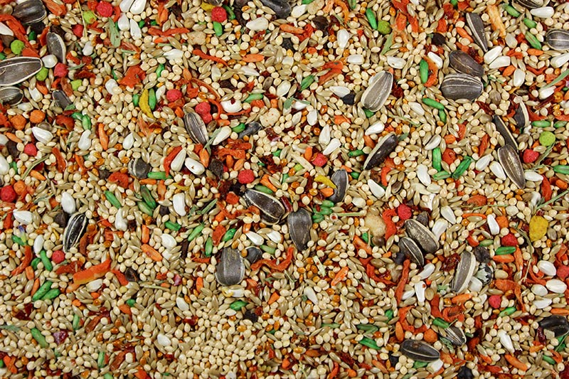 Cockatiel & Conure Cuisine Premium Cockatiel Food/Conure Food - 4 lbs | Chicken Antibiotics