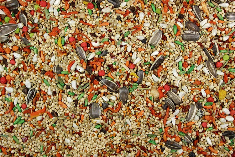 Cockatiel & Conure Cuisine Premium Cockatiel Food/Conure Food - 4 lbs | Chicken Antibiotics