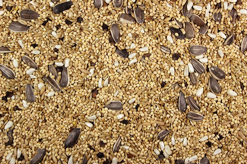 Cockatiel Mix Premium Cockatiel Food - 25 LBS | Chicken Antibiotics