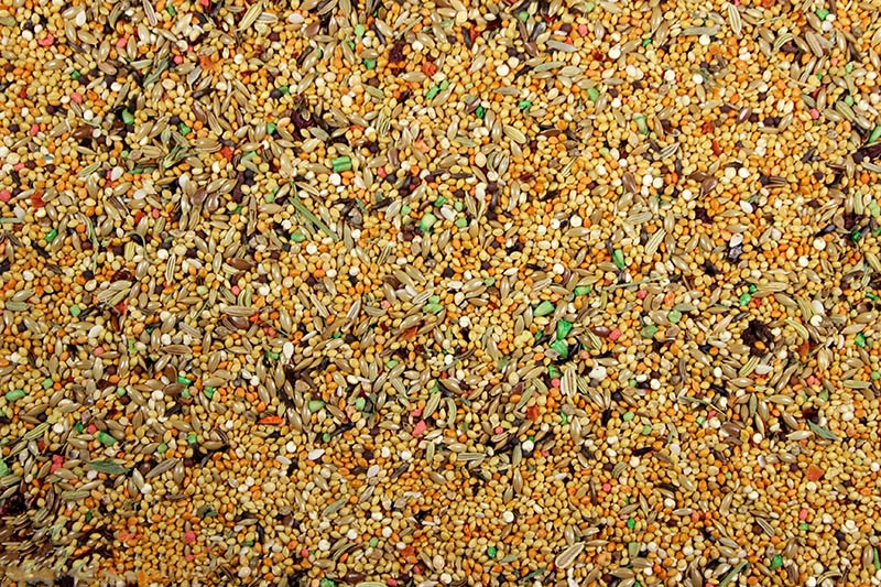 Finch Cuisine Premium Food for Finches - 4 lbs | Chicken Antibiotics