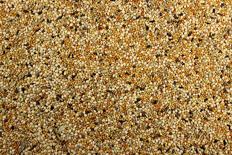 Finch with Millet Finch Seed Mix with Millet Seed - 25 lbs | Chicken Antibiotics