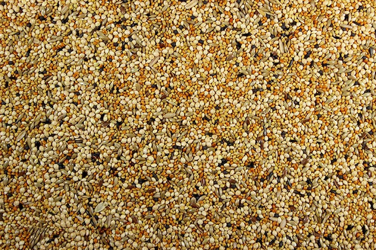 Finch with Millet Finch Seed Mix with Millet Seed - 25 lbs | Chicken Antibiotics