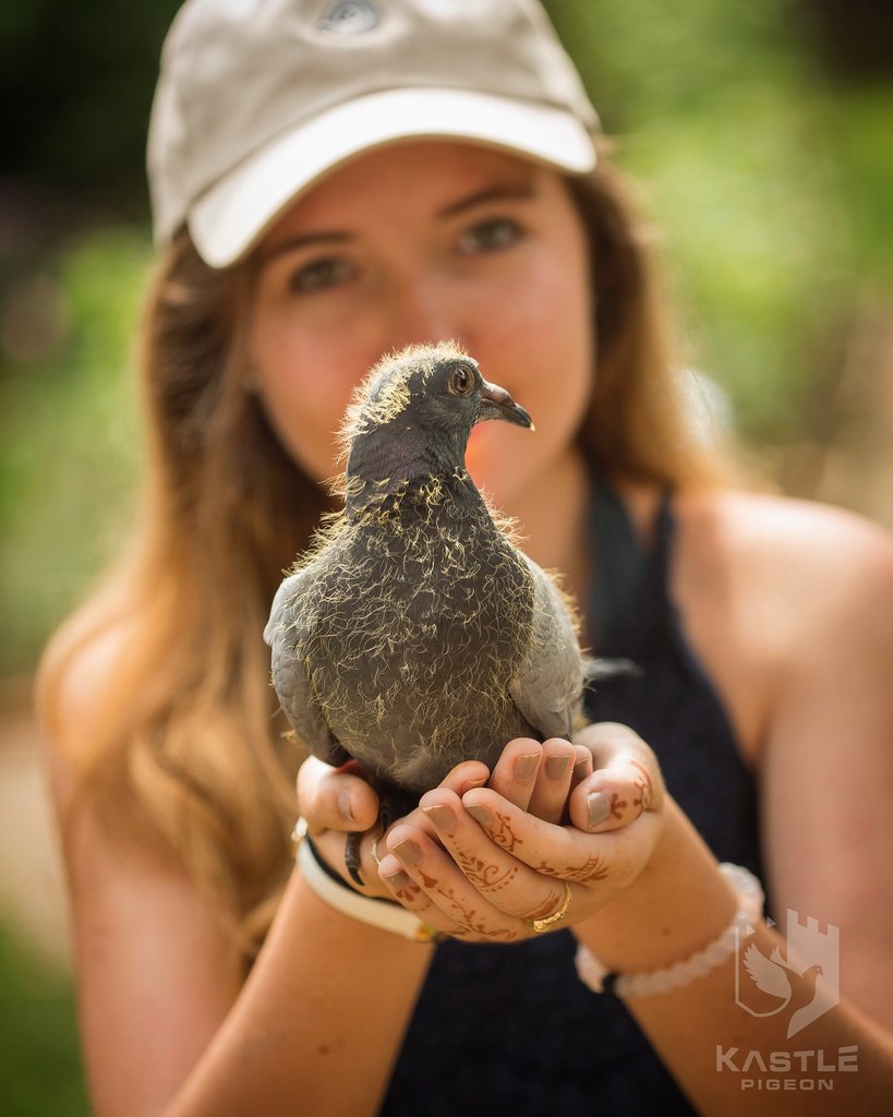 Young Bird Developer+ (Kastle) | Chicken Antibiotics