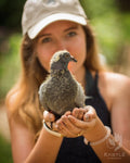 Young Bird Developer+ (Kastle) | Chicken Antibiotics
