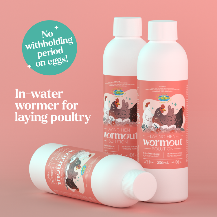 Laying Hen Wormout Solution - No Withholding Period on Eggs (Vetafarm): Treats Intestinal Worms | Chicken Antibiotics