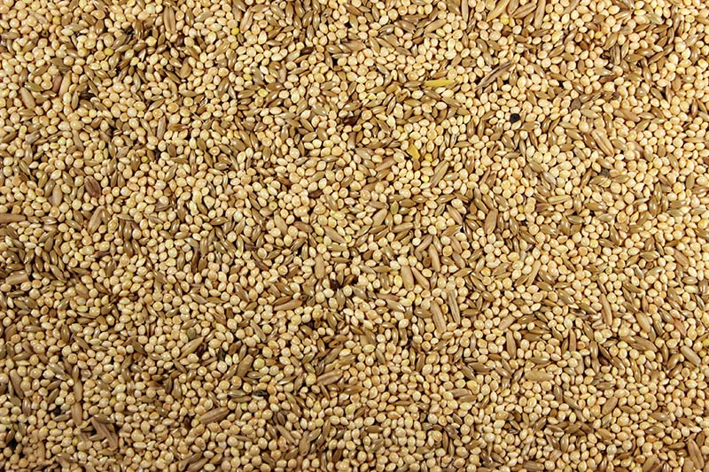 Parakeet 25.00% High-Protein Parakeet Feed - 25 lbs | Chicken Antibiotics