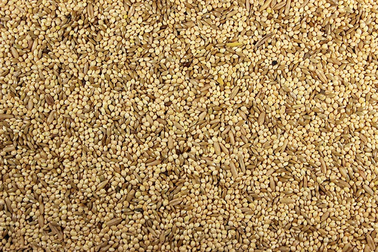 Parakeet 25.00% High-Protein Parakeet Feed - 25 lbs | Chicken Antibiotics