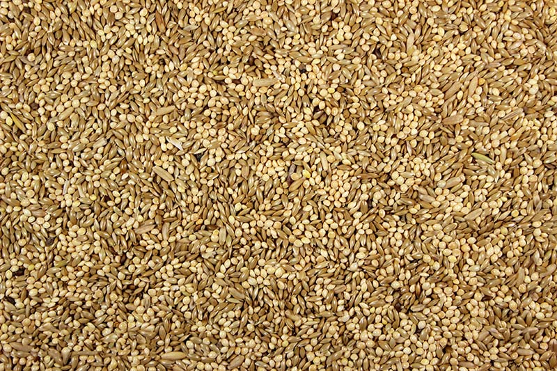 Parakeet 42.00% High-Quality Parakeet Feed/Parakeet Seed Mix - 25 lbs | Chicken Antibiotics