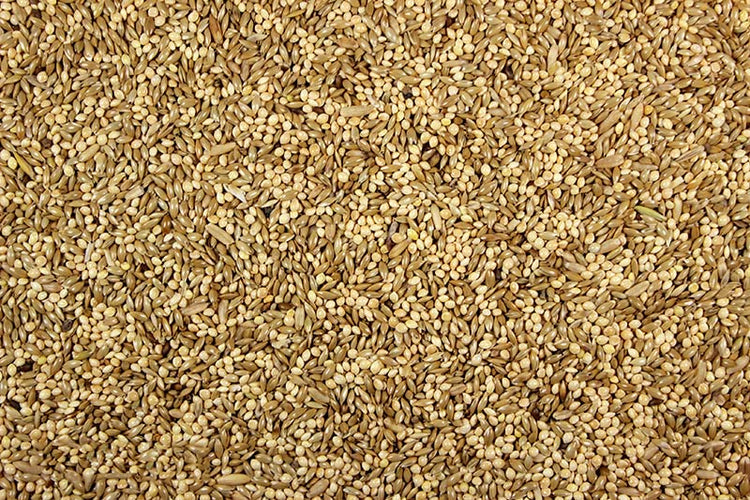 Parakeet 42.00% High-Quality Parakeet Feed/Parakeet Seed Mix - 25 lbs | Chicken Antibiotics