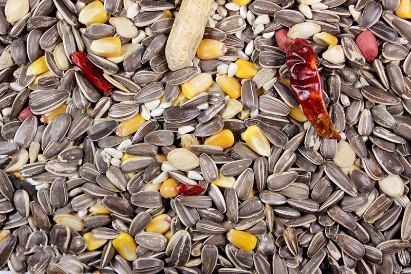 Parrot Mix Premium Parrot Food - 5 lbs | Chicken Antibiotics